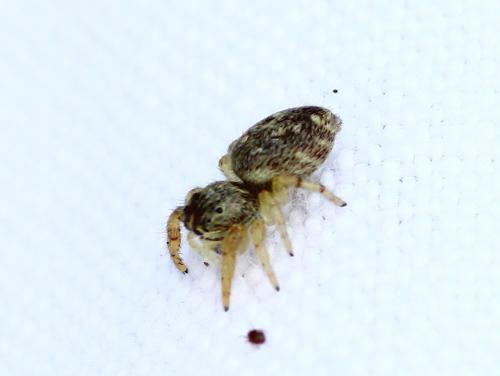 Macaroeris nidicolens